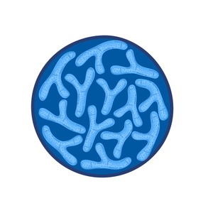 Food Grade Monostrain Probiotika Pulver Bifidobacterium lactis