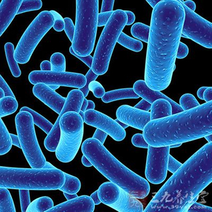 Verbessern Sie Verbesserungen Immune Lactobacillus Reuteri-Pulver-Propfe-Magenprobiotika