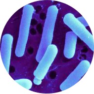 Verbessern Sie Verbesserungen Immune Lactobacillus Reuteri-Pulver-Propfe-Magenprobiotika