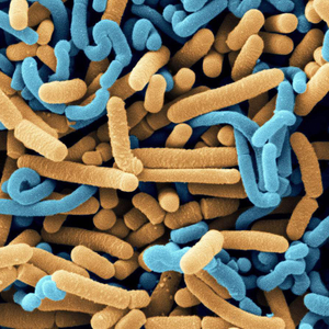 Monostrain Probiotika Pulver Lactobacillus Fermentum in der Lebensmittelindustrie für Fruchtgemüsesaft
